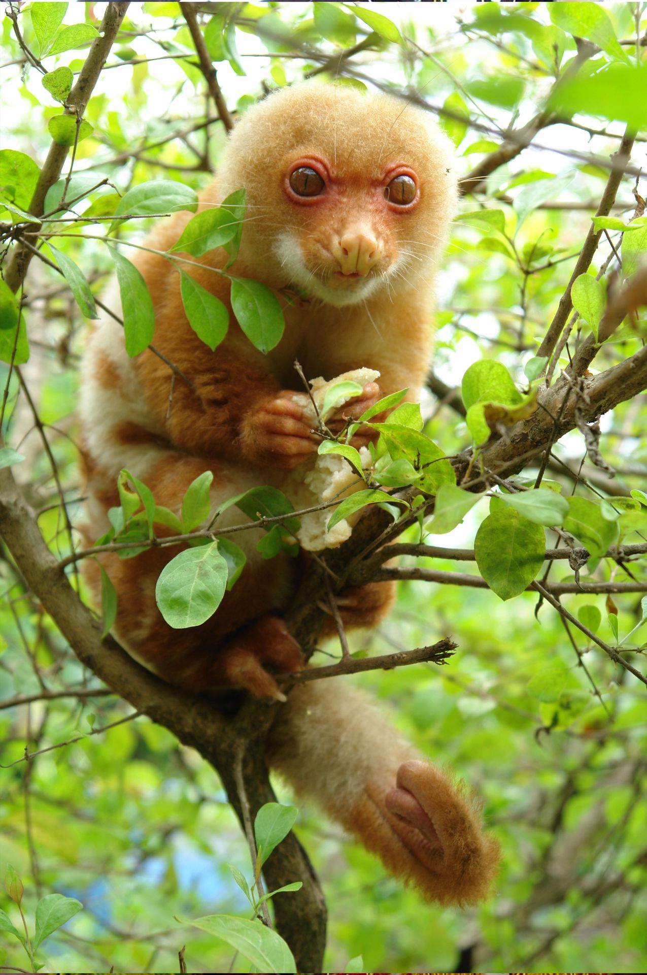 Cuscus, marsupial de Papouasie-Nouvelle-Guinée